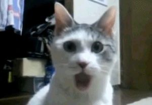 Meet your Posher, Reggie